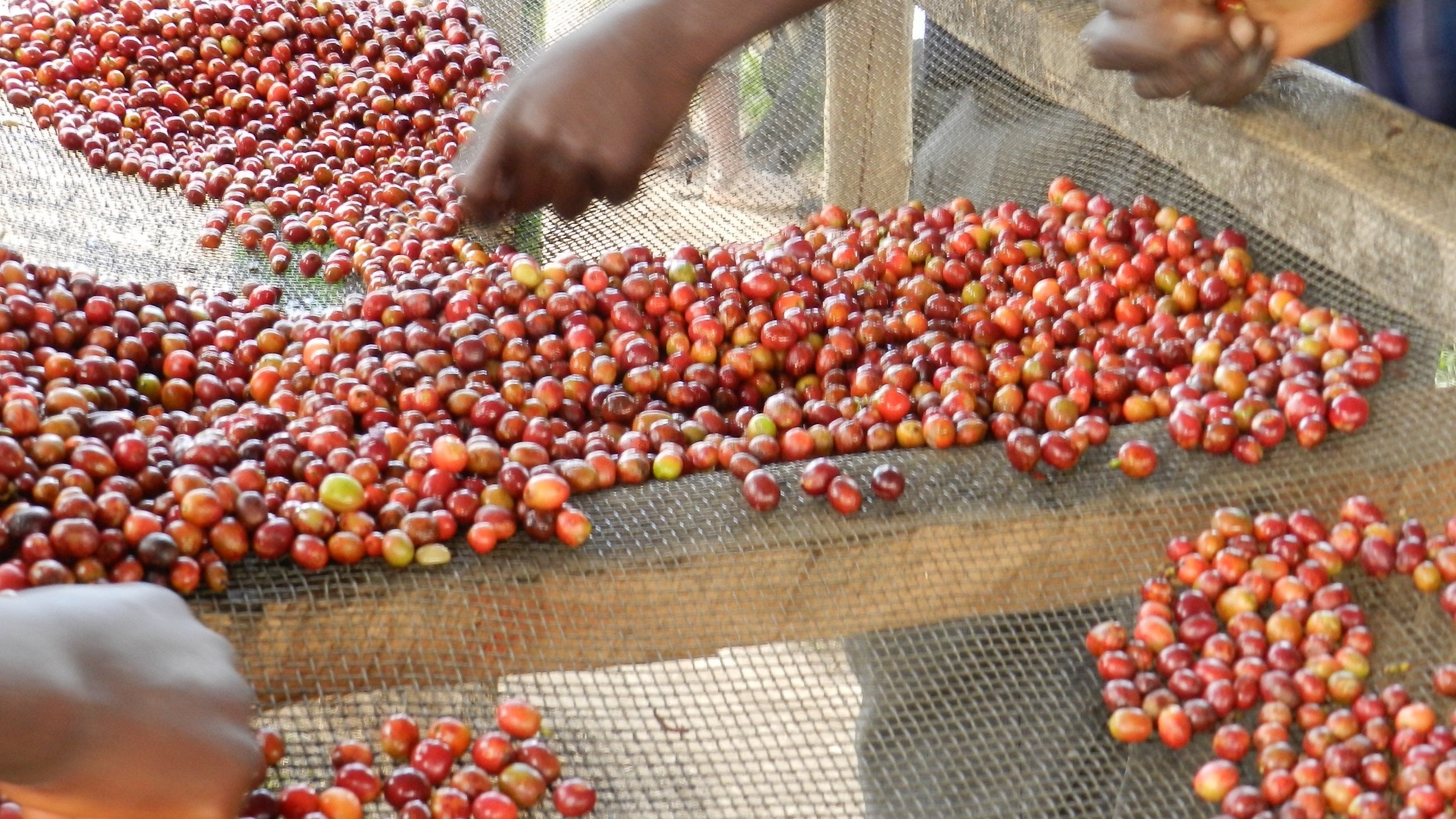 Burundi Red Bourbon